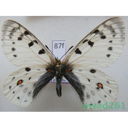 Parnassius tenedius subsp. vulcanus F Bryk & Eisner 1892 Russia87f